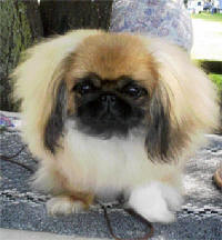 are carrots good for a pekingese