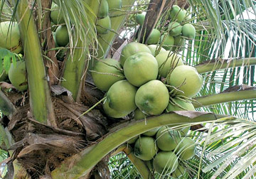 coconut industry in sri lanka