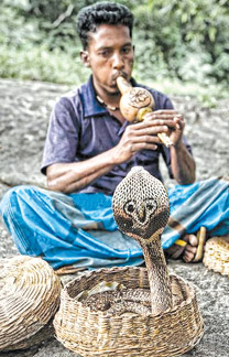 SNAKES a source of strength, courage, wisdom and virility